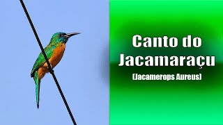 101  O Canto do JACAMARAÇU Jacamerops Aureus Bird Song  Great Jacamar [upl. by Asereht]