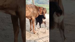 The goats are enjoying the best day of the year shorts short shorts। Cattle Farm 12oct e1 [upl. by Lledualc911]