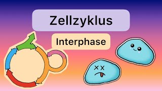 Der ZELLZYKLUS Teil 1 Interphase [upl. by Inesita]