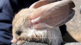 the long eared jerboa [upl. by Einalam968]