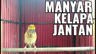 Manyar Kelapa Jantan gacor [upl. by Elijah]