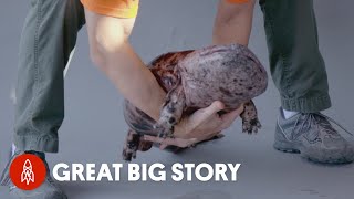 This Japanese Giant Salamander Can Weigh 50 Pounds [upl. by Yraccaz]