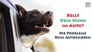 BELLT DEIN HUND IM AUTO Die Probleme beim Autofahren [upl. by Vilhelmina]