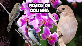 FÊMEA DE GOLINHA Esquente Seu Golinha [upl. by Enovi606]