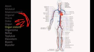Anatomi ve Fizyoloji Biyoloji  Fizyolojinin Prensipleri [upl. by Rovelli997]