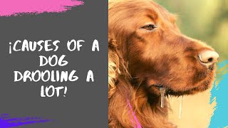 ✔ ¡Causes Of a Dog Drooling a Lot [upl. by Mohorva]