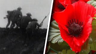 What Is Remembrance Day and Why Is the Poppy its Symbol [upl. by Lertnek77]