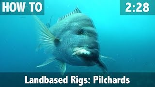 Landbased Bait Rigs Pilchards for Snapper [upl. by Vidovik]