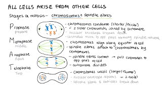 The cell cycle mitosis cancer mitotic index practical binary fission  A Level Biology AQA [upl. by Lleoj]