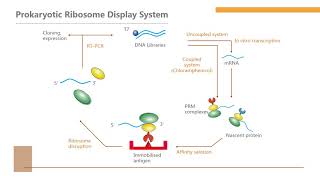 Ribosome display technology  Creative Biolabs [upl. by Waxler316]