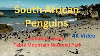 South African Penguins  Boulders Beach  Table Mountain National Park  4K Cinematic Video  iPhone [upl. by Medrek]