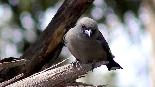 Dusky Woodswallow Artamus cyanopterus [upl. by Koralle502]