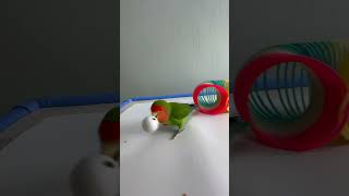 Bird Training  Smart lovebird Parrot  Smart Little Cute Parrot training smartparrot cute [upl. by Enilreug676]