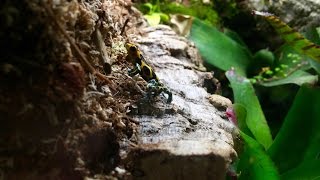 How To Feed Dart Frogs [upl. by Mandi92]