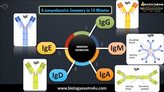 5 classes of Immunoglobulins Structure and their functions [upl. by Gamin]