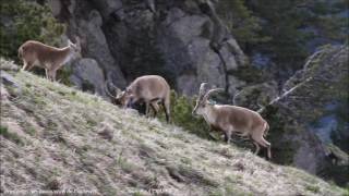 Printemps des bouquetins de Cauterets [upl. by Aneelahs]