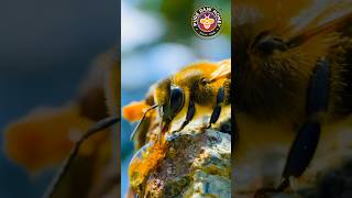 quotWhy Bees Eat Honey Insights from a Beekeeperquot beekeeping beesaver honeybees [upl. by Thetis678]