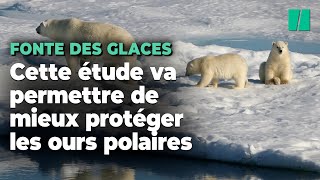 Une étude fait le lien entre émissions de CO2 fonte des glaces et déclins des oursons polaires [upl. by Oisacin]