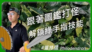 想成為種植高手嗎？蔓綠絨是你的練手好夥伴！ Philodendron  宅栽 新手種植 植物新手 種植技巧 [upl. by Iddo503]