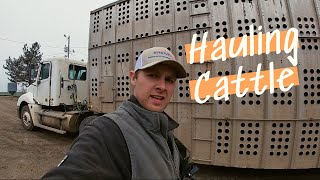 Hauling 156000 POUNDS of BEEF in ONE DAY [upl. by Elsbeth]