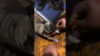 Pug dog training 🐕 🐶 Florapug shorts video short trending new status viral funny fun [upl. by Enogitna]