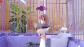 Zebra Finch singing HD [upl. by Alyehs]