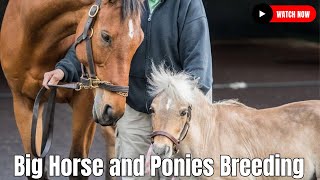 Discover the Secret to Breeding BIG Hybrid Horse Breeds [upl. by Nilde58]