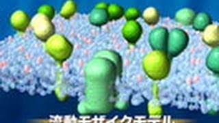 サイエンスフロンティア２１ （６４）1分子で見る細胞膜の世界 ～国際共同研究「膜機構プロジェクト」の挑戦～ [upl. by Ahsek]