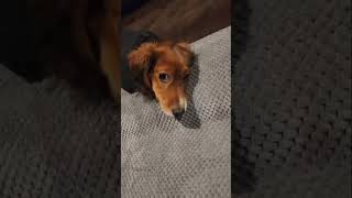 How this happen sausagedogs dachshund weinerdog puppy funnypuppy cutepuppy puppylife puppy [upl. by Merril]