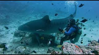 Cathedral Shark Dive in Beqa Lagoon Fiji [upl. by Eigla]