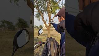 Slingshot hunting best short youtubeshorts huntting shorts birdhunting birds [upl. by Nunnery951]