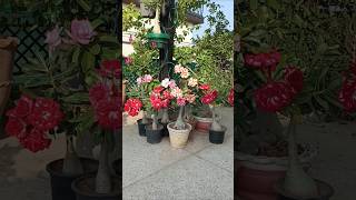 Adenium obesum rosy variety desert rosegrafted adenium adeniumcare shortvideo youtubeshorts [upl. by Gillie]