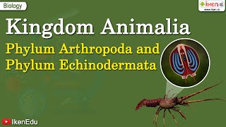 Kingdom Animalia Phylum Arthropoda and Phylum Echinodermata  iKen  iKen App  iKen Edu [upl. by Hsekar]