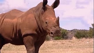 Raging Rhino Charge  Vet Safari  BBC Earth [upl. by Adnylem]