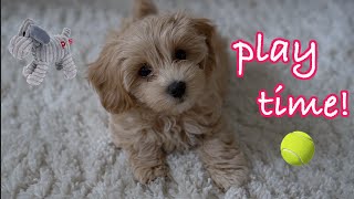 Cute Maltipoo Puppy Playing [upl. by Carlock250]