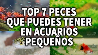 Top 7 PECES PARA ACUARIOS PEQUEÑOS  3080 litros  AcuariosLP [upl. by Aelanna323]