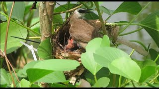 Baby Passerine Bird [upl. by Selinski230]