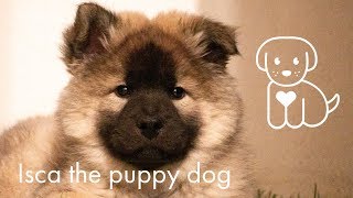 Isca the Eurasier puppy dog [upl. by Ayiotal534]