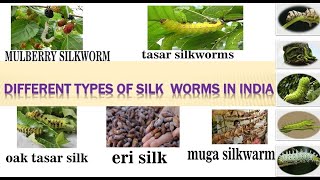 types of silk with their life cycle story and stages mulberry tasar oak eri ampmuga silk [upl. by Greenlee]