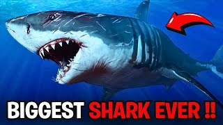 Myths or Monsters The Truth Behind the Biggest Sharks in the World [upl. by Ecnaled32]