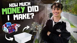 How Much Money I Made Breeding Bettas in Tubs [upl. by Eiggep]