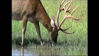 Barasingha with massive head of antlers drinking in Kanha swampland [upl. by Patrizio868]