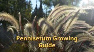 Pennisetum Growing Guide Fountain Grass by GardenersHQ [upl. by Luahs121]