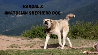 The History of the Kangal amp Anatolian Shepherd Dog [upl. by Lyndsey]