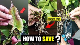 How to save Anthurium from ROOT ROT [upl. by Jarek807]