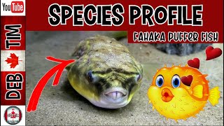 FAHAKA PUFFER FISH PROFILE AND CARE GUIDE [upl. by Etolas354]