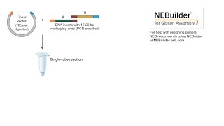 Gibson Assembly Workflow [upl. by Erreip]