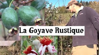 Cultiver la Goyave Rustique [upl. by Eeltrebor156]