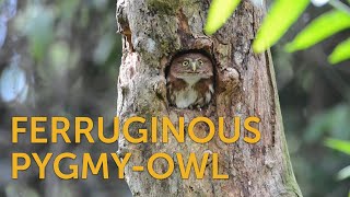 Ferruginous PygmyOwl Ocular Illusion [upl. by Yelrahs]