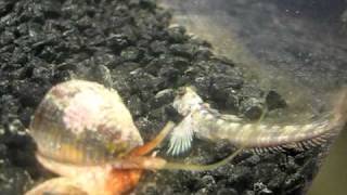 Cone Snail video [upl. by Survance]